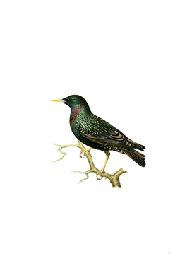 Vintage European Starling Bird Illustration
