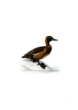 Vintage Ferruginous Duck Female Bird Illustration