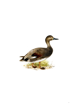 Vintage Gadwall Duck Illustration