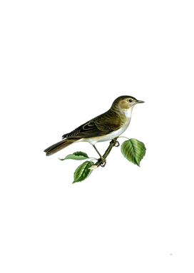 Vintage Garden Warbler Bird Illustration