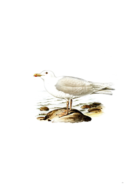 Vintage Glaucous Gull Bird Illustration