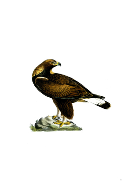 Vintage Golden Eagle Bird Illustration