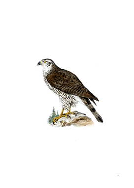 Vintage Goshawk Female Bird Illustration
