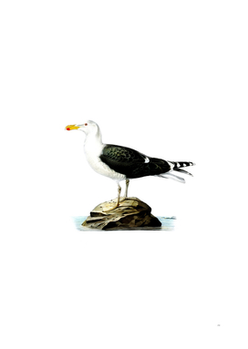 Vintage Great Black Backed Gull Bird Illustration