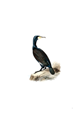 Vintage Great Cormorant Bird Illustration