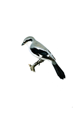 Vintage Great Grey Shrike Bird Illustration