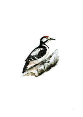 Vintage Great Spotted Woodpecker Bird Illustration