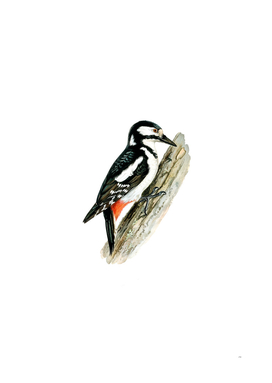 Vintage Great Spotted Woodpecker Bird Illustration