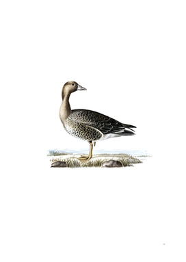 Vintage Greater White Fronted Goose Bird Illustration