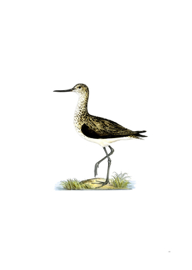 Vintage Greenshank Bird Illustration