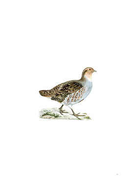 Vintage Grey Partridge Bird Illustration