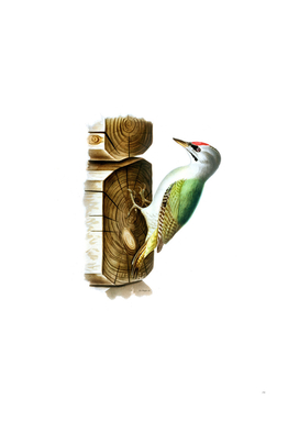 Vintage Grey Headed Woodpecker Bird Illustration