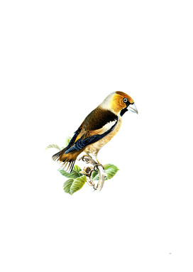 Vintage Hawfinch Bird Illustration
