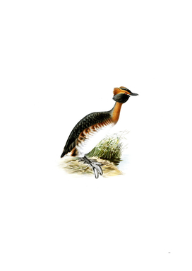 Vintage Horned Grebe In Spring Bird Illustration