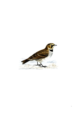 Vintage Horned Lark Bird Illustration