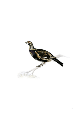 Vintage Hybrid Black Grouse And Willow Ptarmigan