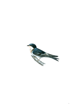 Vintage Hybrid House Martin And Barn Swallow