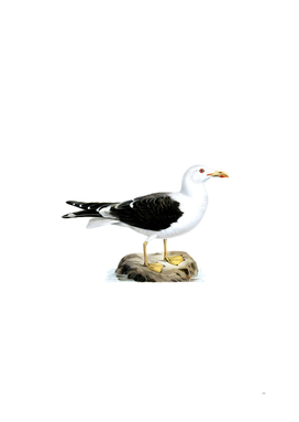 Vintage Lesser Black Backed Gull Bird Illustration