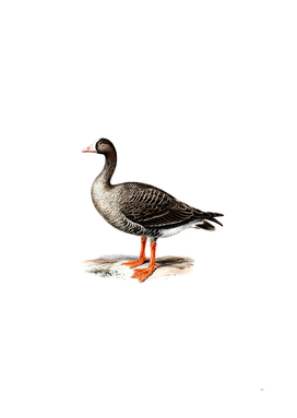Vintage Lesser White Fronted Goose Bird Illustration