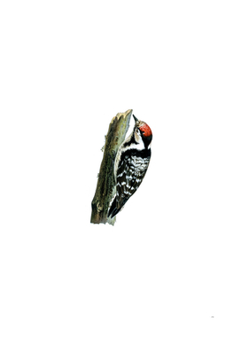 Vintage Lesser Spotted Woodpecker Bird Illustration