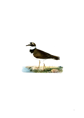 Vintage Little Ringed Plover Bird Illustration