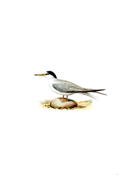 Vintage Little Tern Bird Illustration