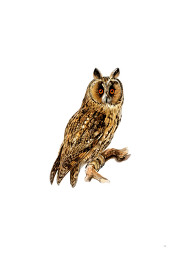 Vintage Long Eared Owl Bird Illustration