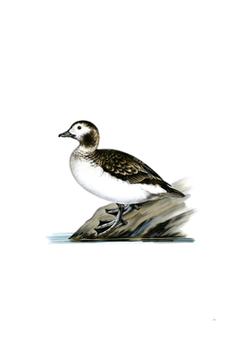 Vintage Long Tailed Duck Male Bird Illustration