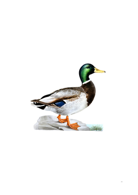 Vintage Mallard Duck Male Bird Illustration