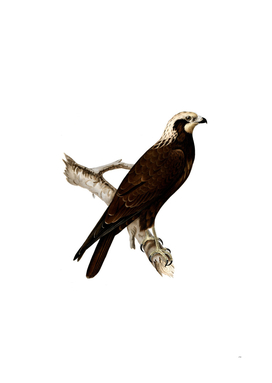 Vintage Marsh Harrier Bird Illustration