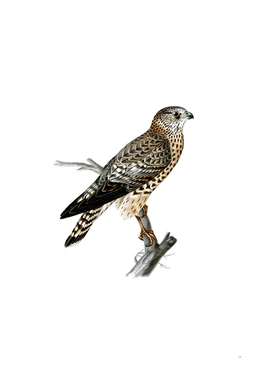 Vintage Merlin Falcon Female Bird Illustration