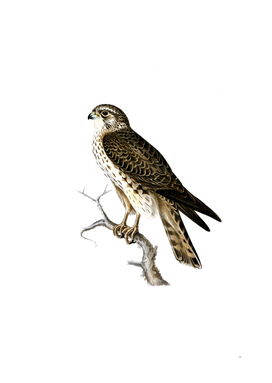 Vintage Merlin Female Bird Illustration