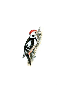 Vintage Middle Spotted Woodpecker Bird Illustration
