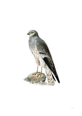 Vintage Montagu's Harrier Male Bird Illustration