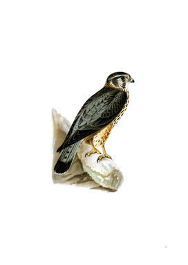 Vintage Merlin Male Bird Illustration