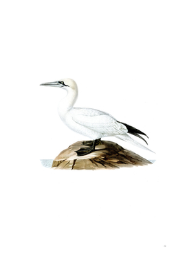 Vintage Northern Gannet Bird Illustration