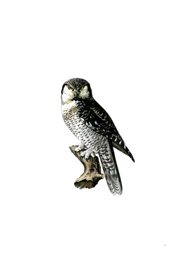 Vintage Northern Hawk Owl Bird Illustration