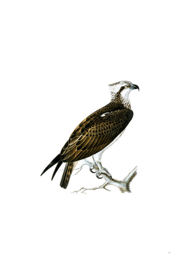 Vintage Osprey Bird Illustration