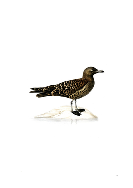 Vintage Parasitic Jaeger Bird Illustration