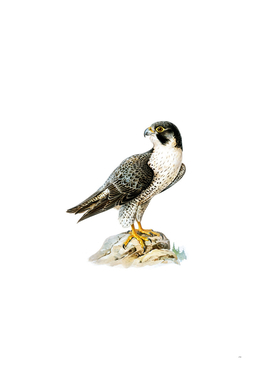 Vintage Peregrine Falcon Bird Illustration