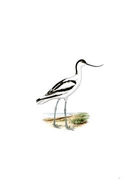 Vintage Pied Avocet Bird Illustration