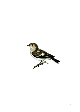 Vintage Pied Flycatcher Bird Illustration