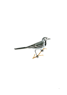Vintage Pied Wagtail Bird Illustration