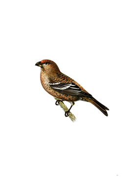 Vintage Pine Grosbeak Male Bird Illustration