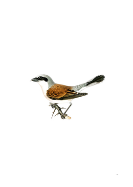 Vintage Red Backed Shrike Male Bird Illustration