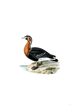 Vintage Red Breasted Goose Bird Illustration