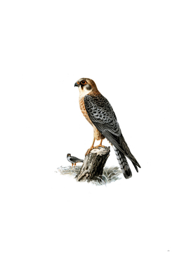 Vintage Red Footed Falcon Female Bird Illustration