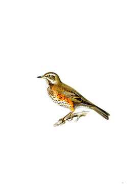 Vintage Redwing Thrush Bird Illustration