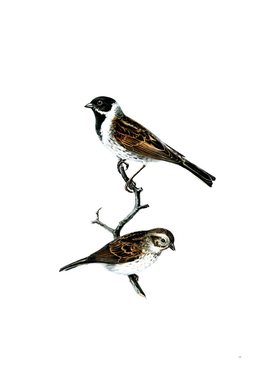 Vintage Reed Bunting Bird Illustration