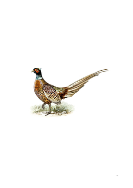 Vintage Ring Necked Pheasant Bird Illustration